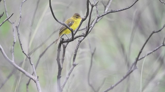 African Yellow-Warbler - ML458357951