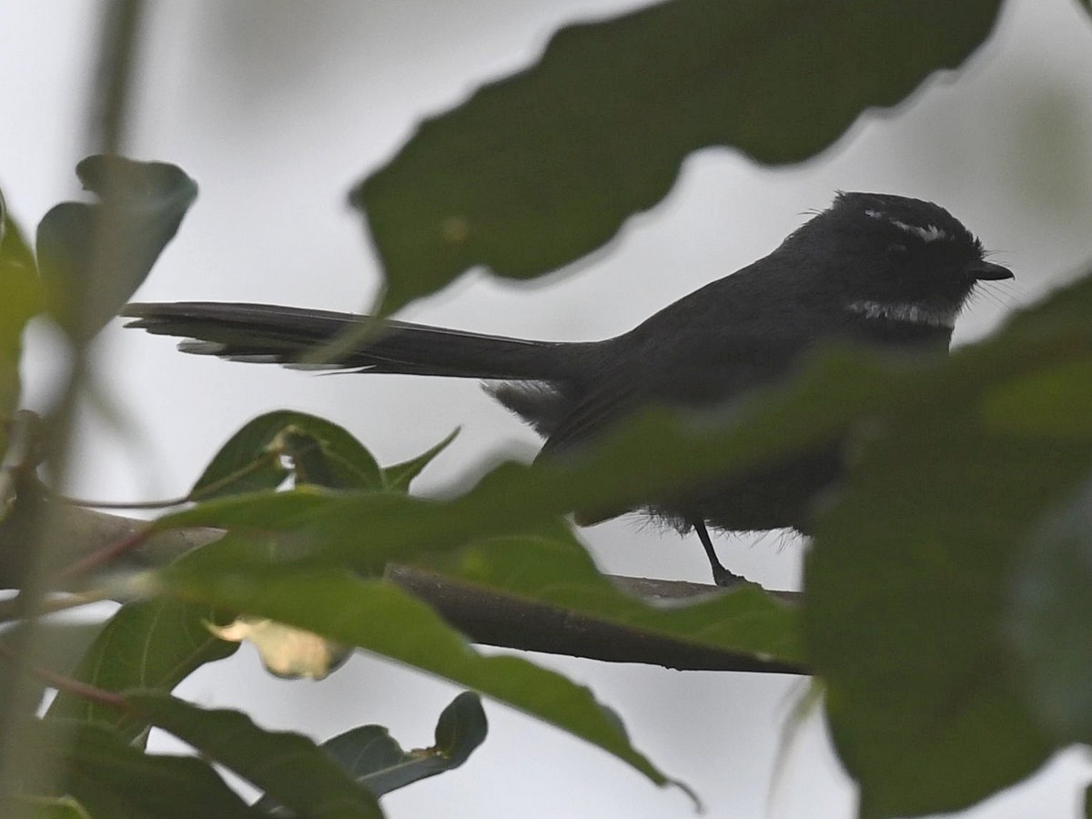 White-throated Fantail - ML458368521