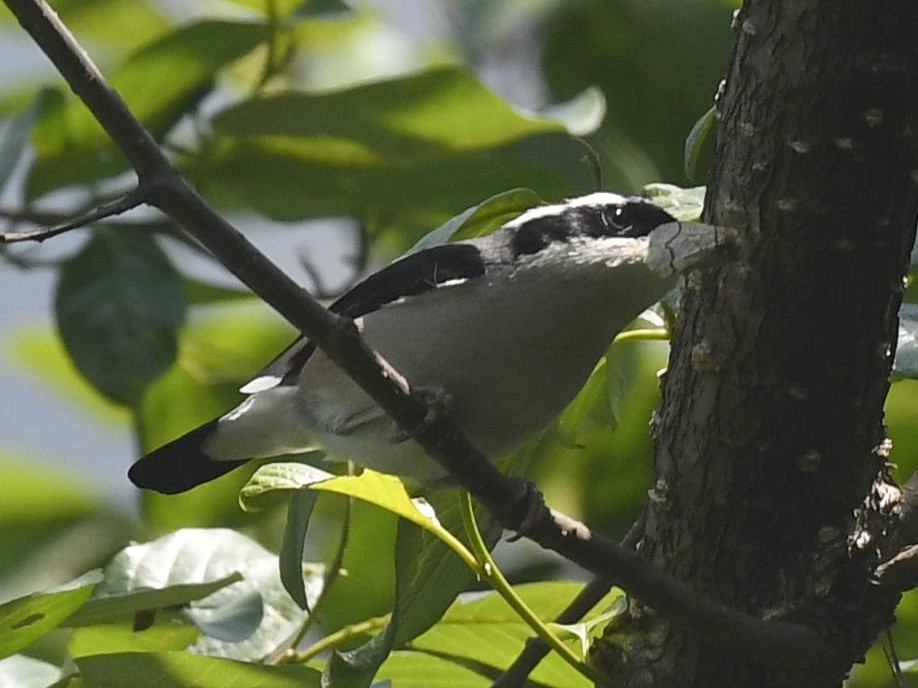 White-browed Shrike-Babbler (Himalajawürgervireo) - ML458368741
