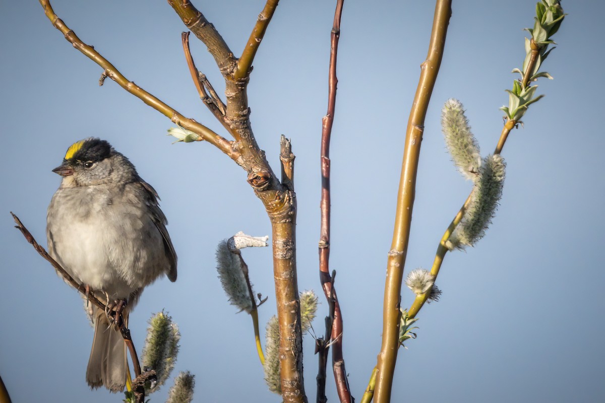 Golden-crowned Sparrow - Steven Lasley