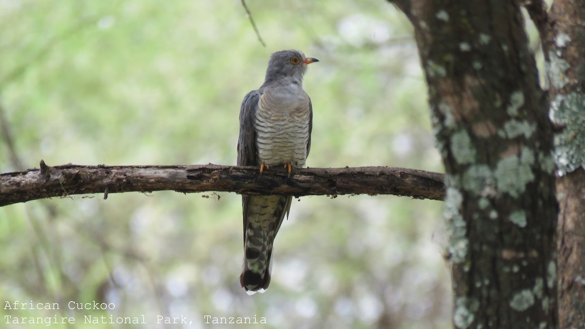 African Cuckoo - ML458372591