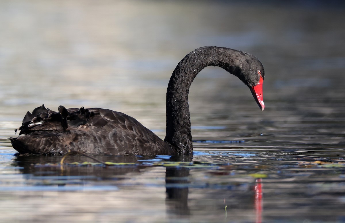 Black Swan - Andy Gee