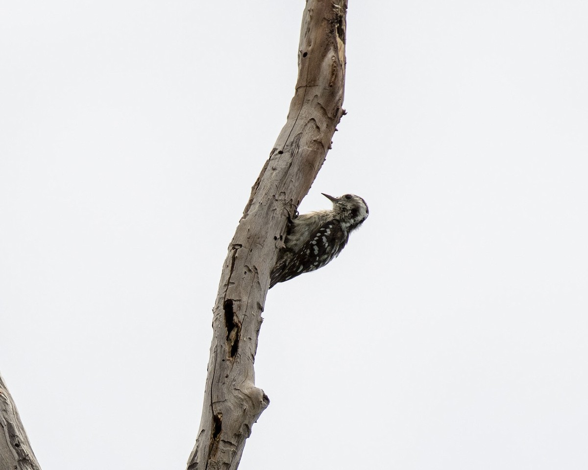 Gray-capped Pygmy Woodpecker - ML458377371