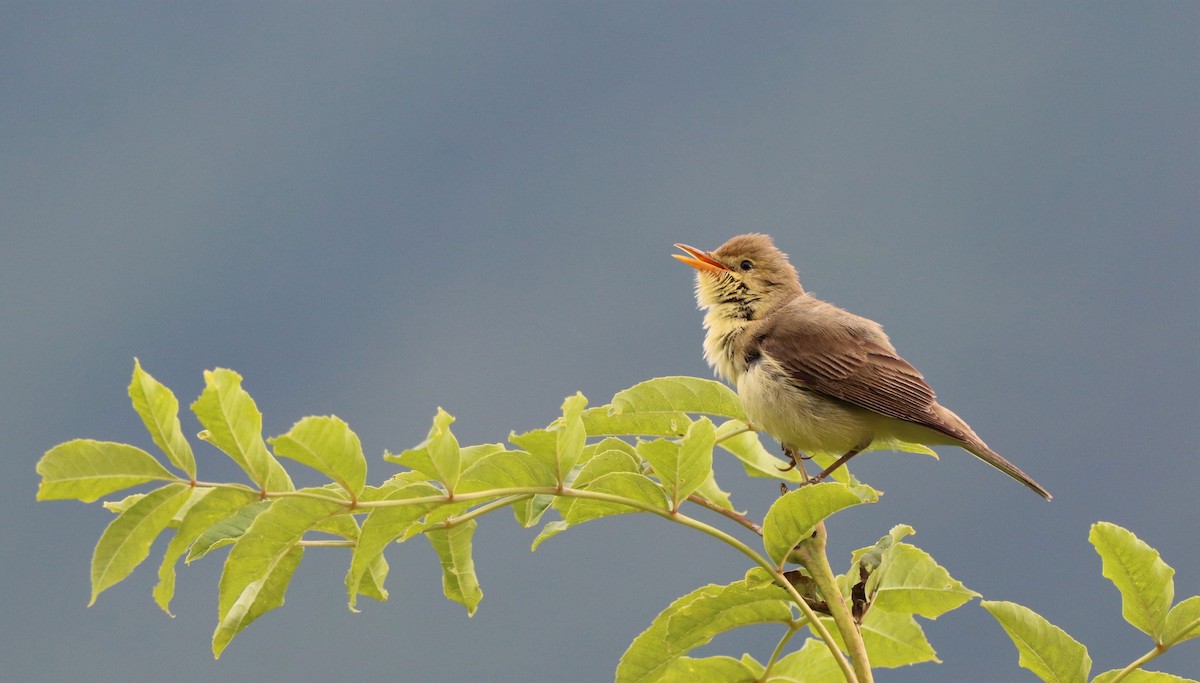 Melodious Warbler - ML458377551