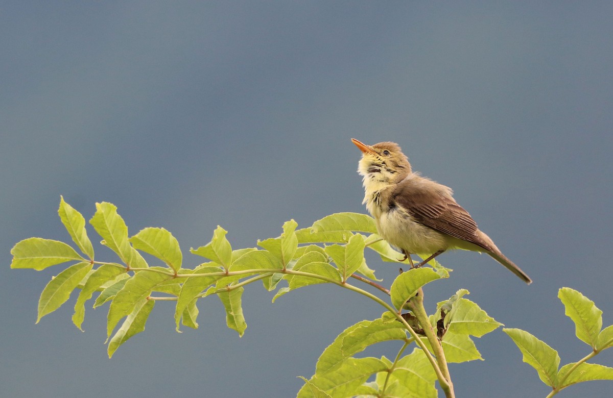 Melodious Warbler - ML458377571
