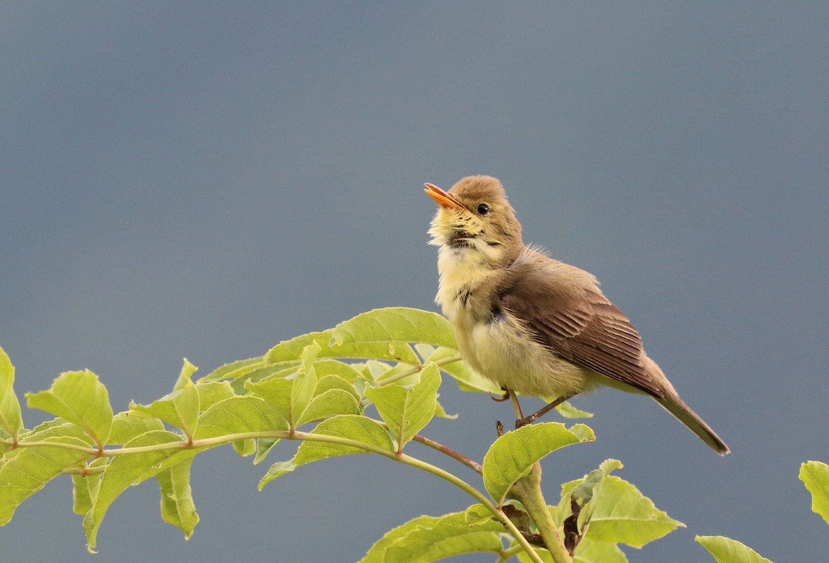 Melodious Warbler - ML458377601