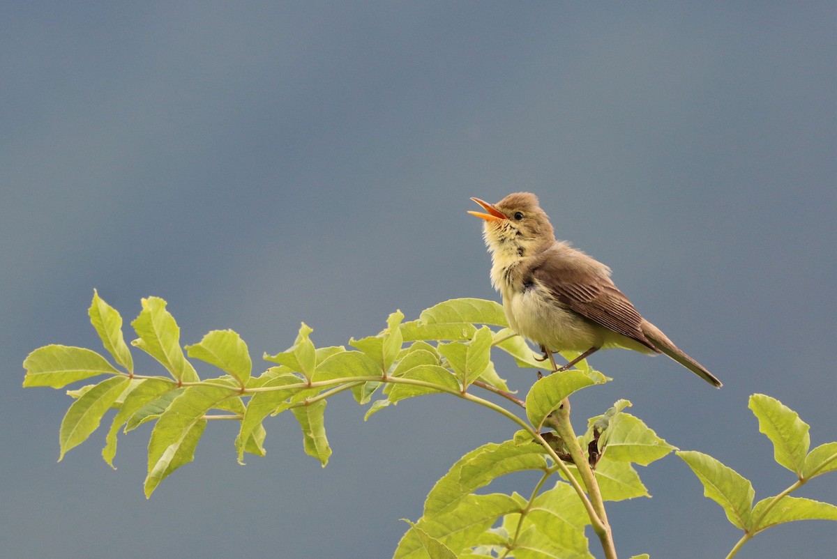 Melodious Warbler - ML458377641