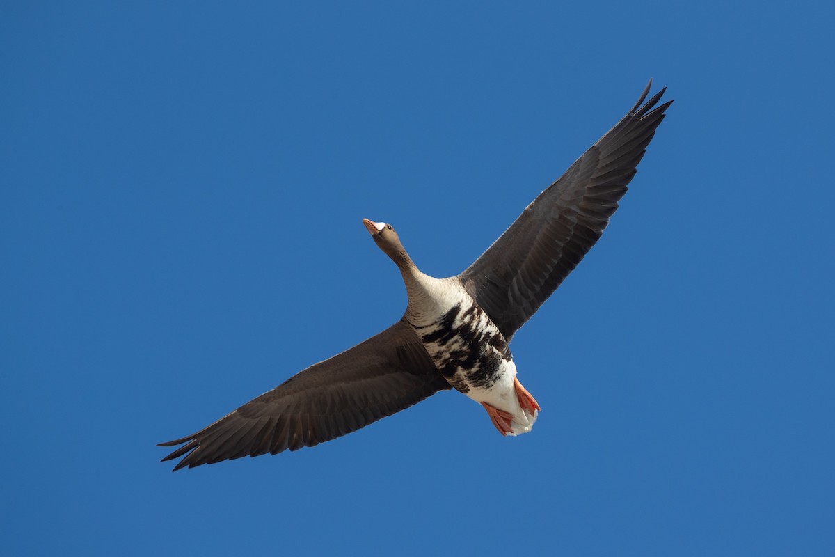 Greater White-fronted Goose - Adrian Boyle