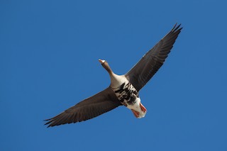 Greater White-fronted Goose, ML458384461