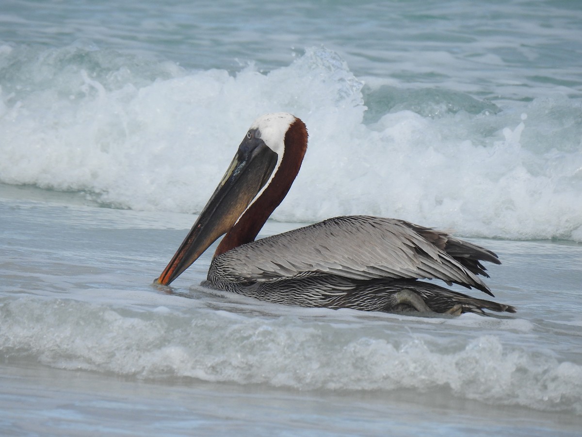 Brown Pelican (Galapagos) - Justin Harris