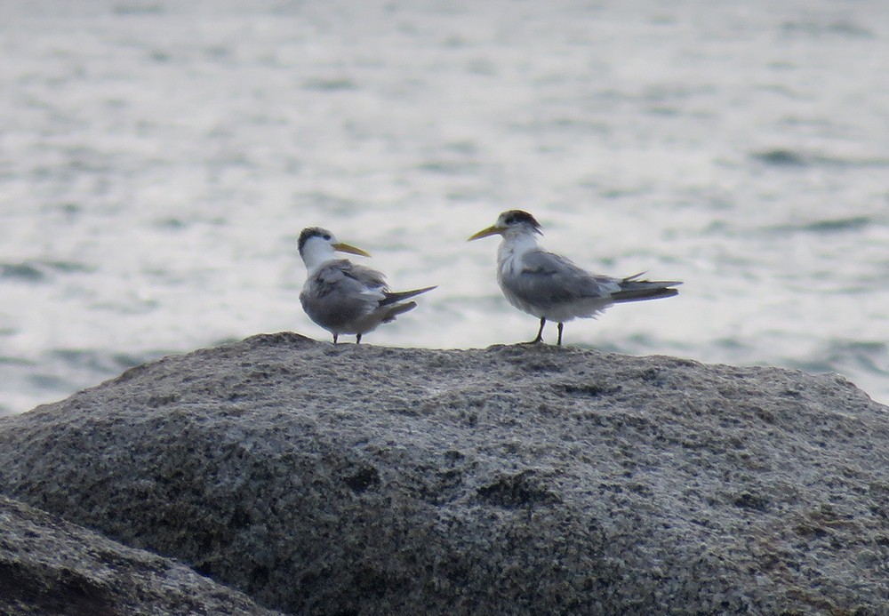 Great Crested Tern - ML458390151