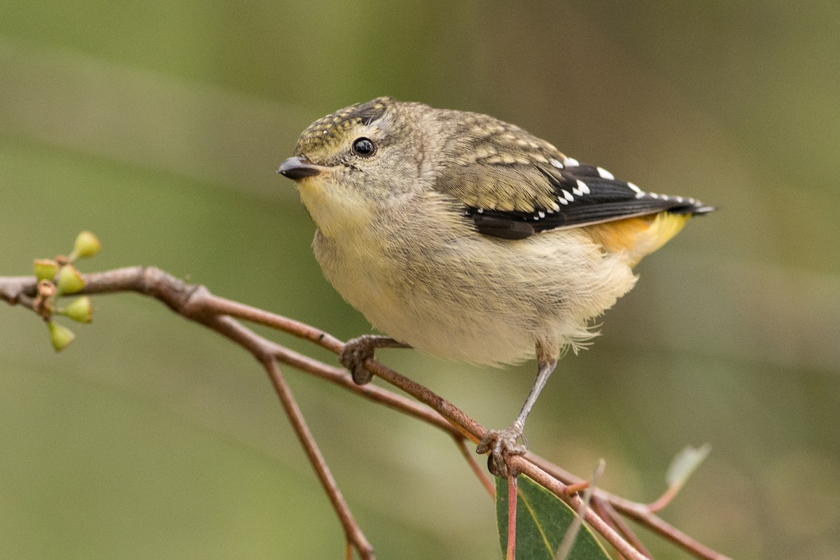 Spotted Pardalote - ML45839131