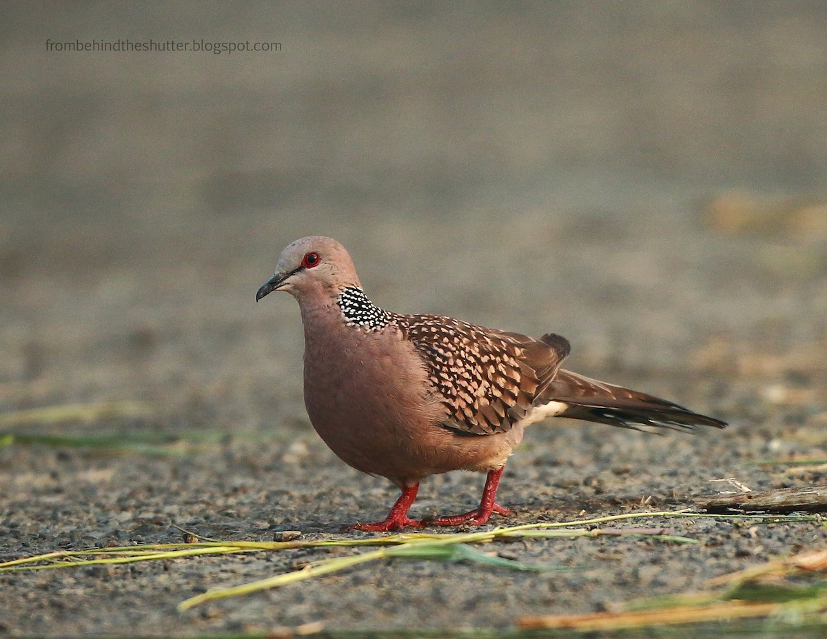 Spotted Dove - ML45839221