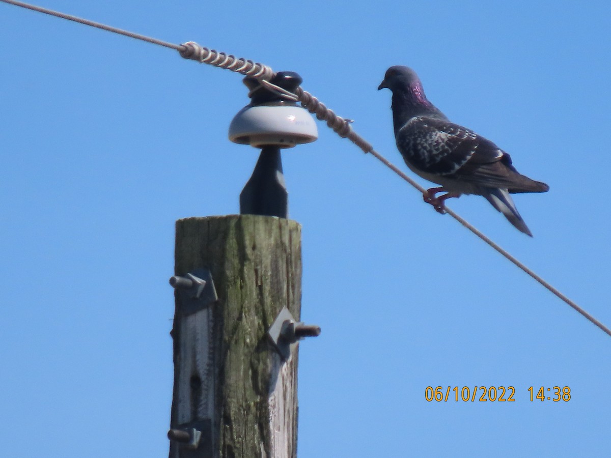Rock Pigeon (Feral Pigeon) - ML458394191