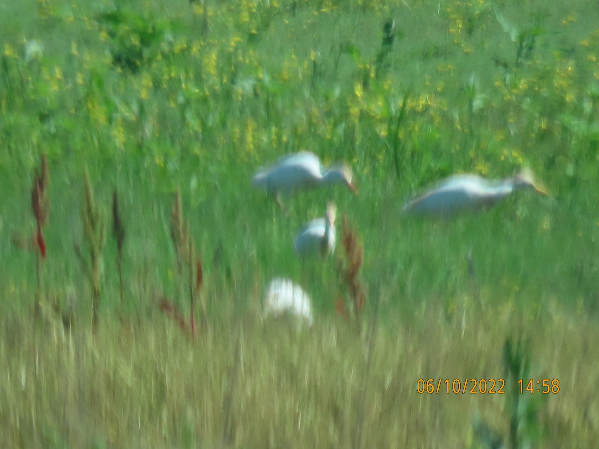 Чапля єгипетська (підвид ibis) - ML458394881