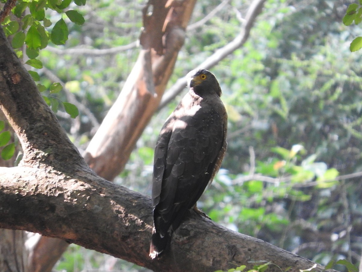 Crested Serpent-Eagle - ML45839741