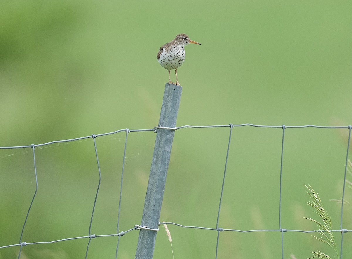 Spotted Sandpiper - Anne Inga