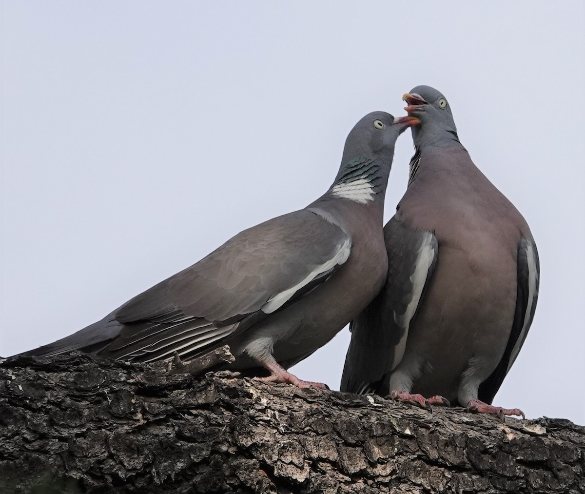 Common Wood-Pigeon - ML458398201