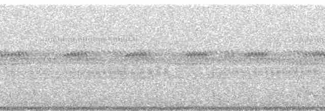 White-tailed Nightjar - ML4584