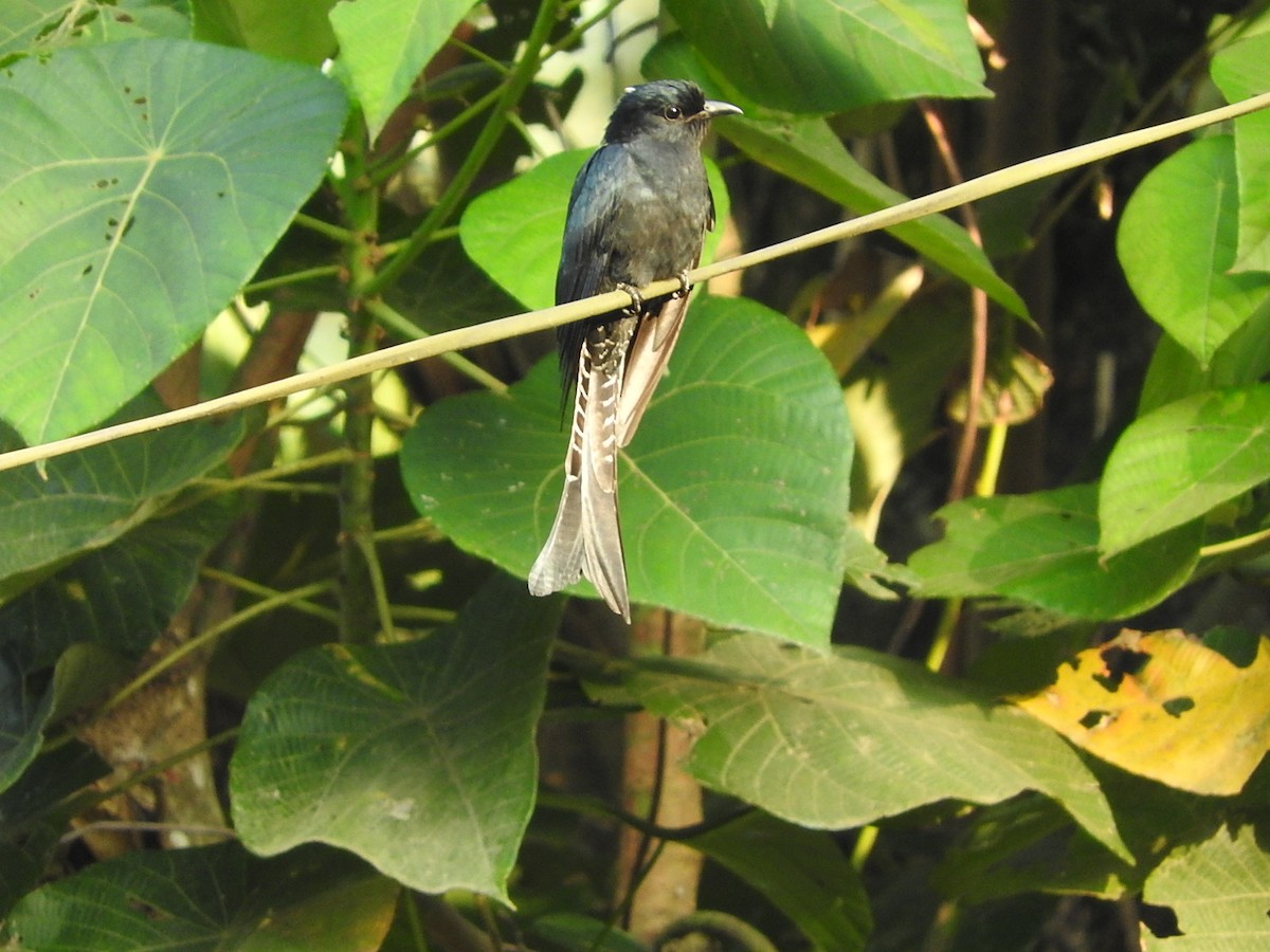 Fork-tailed Drongo-Cuckoo - namassivayan lakshmanan