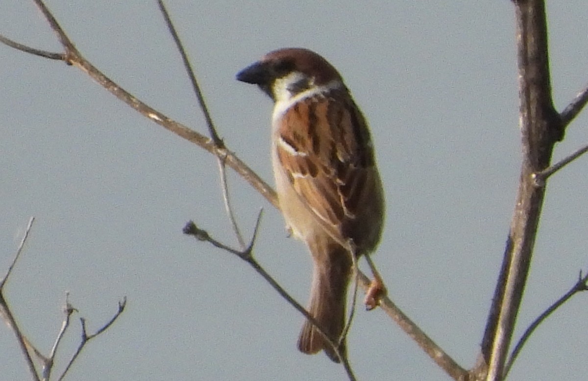 Eurasian Tree Sparrow - Ivan V