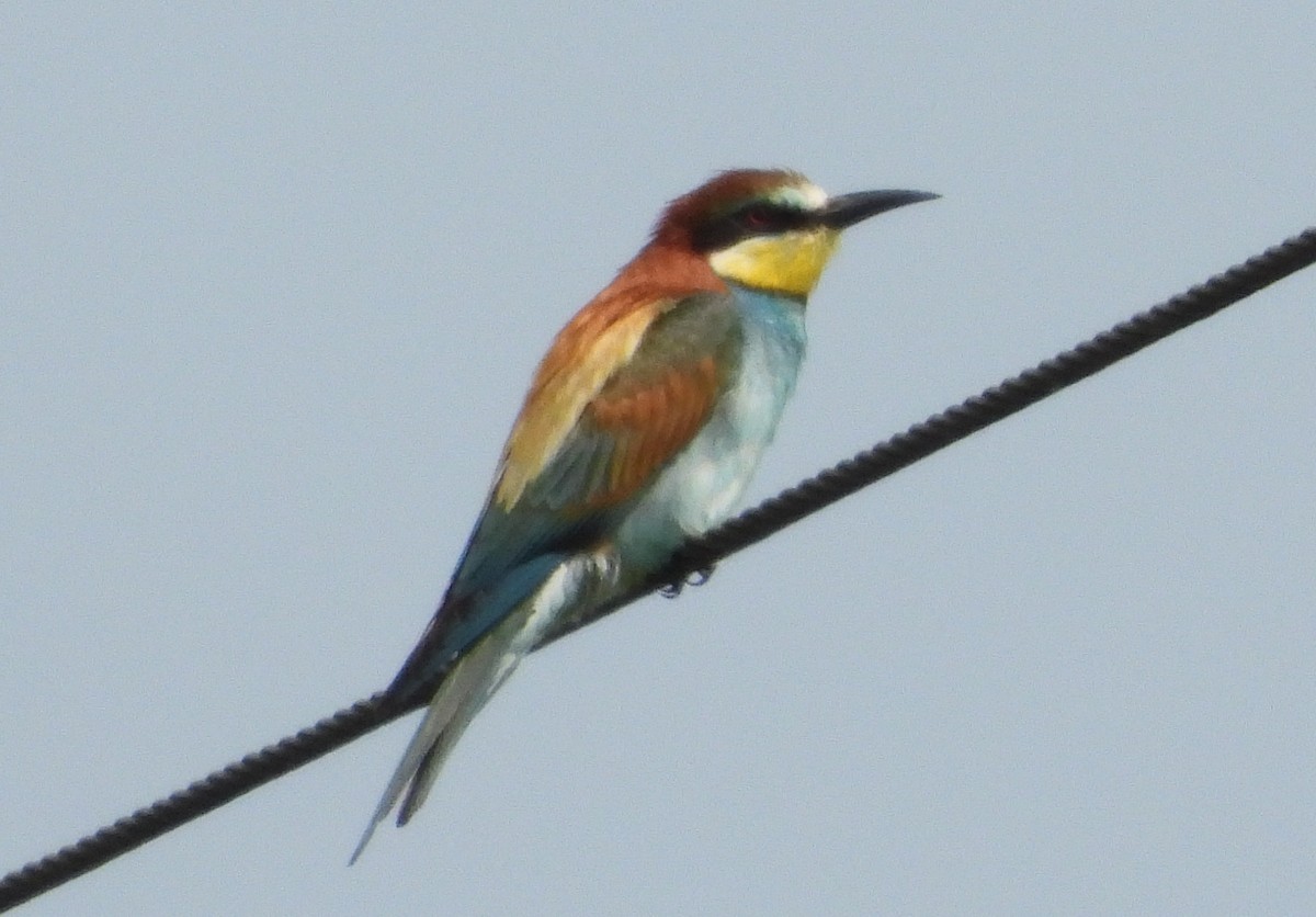 European Bee-eater - Ivan V