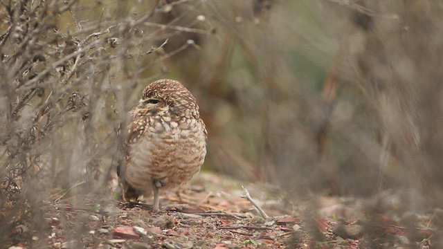 Burrowing Owl (Southern) - ML458409711