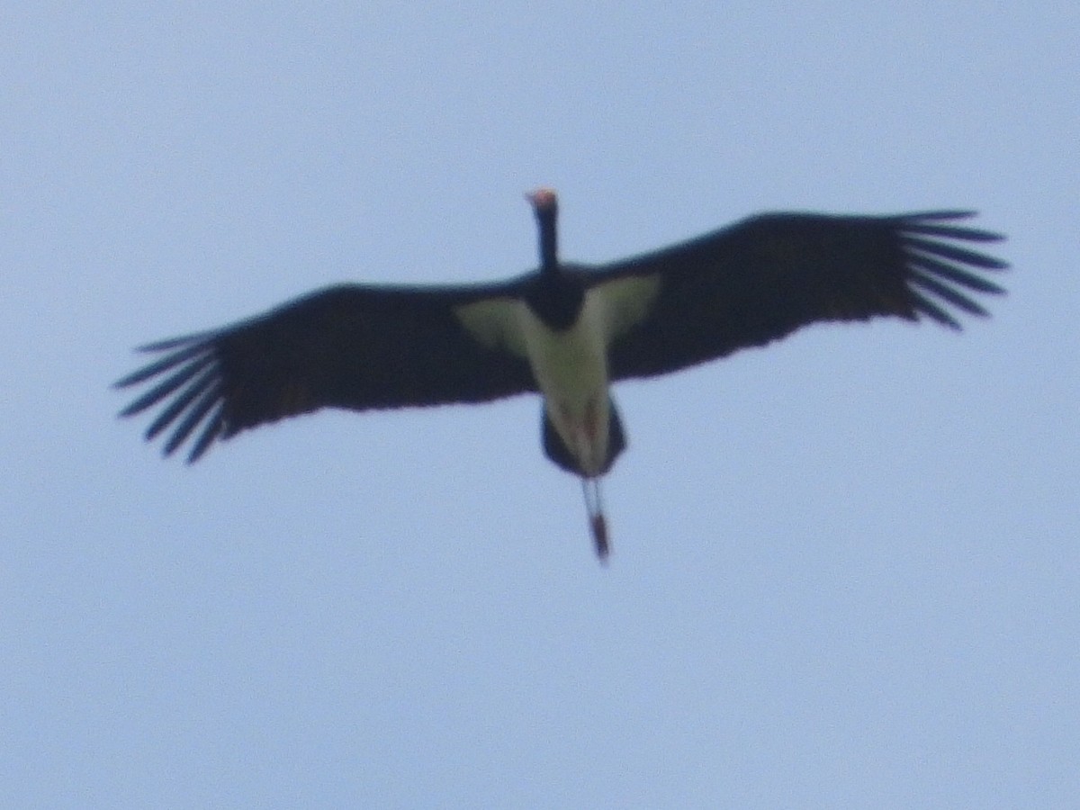 Black Stork - Ivan V