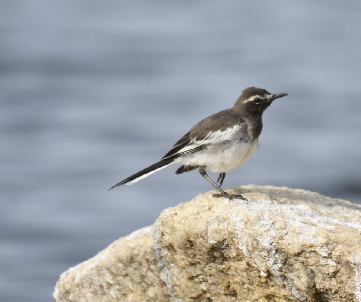 White-browed Wagtail - ML458417971