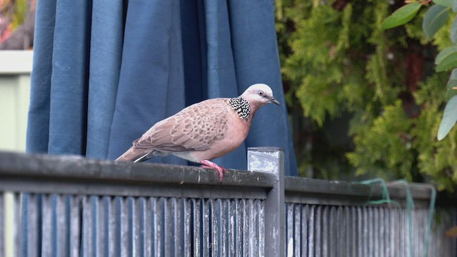 Spotted Dove - ML458421541