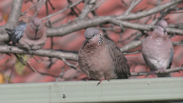 Spotted Dove - ML458422961