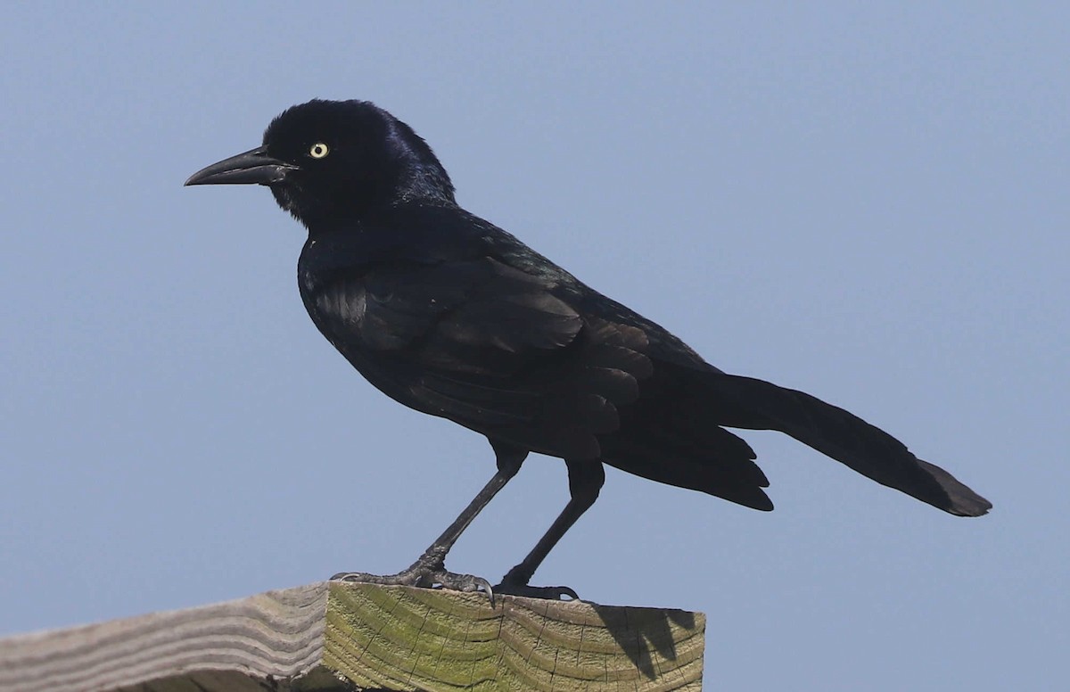 Boat-tailed Grackle - ML458423201
