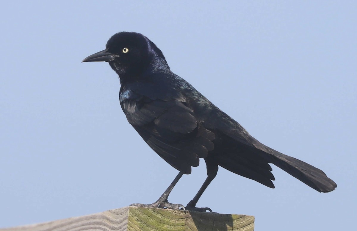 Boat-tailed Grackle - ML458423211