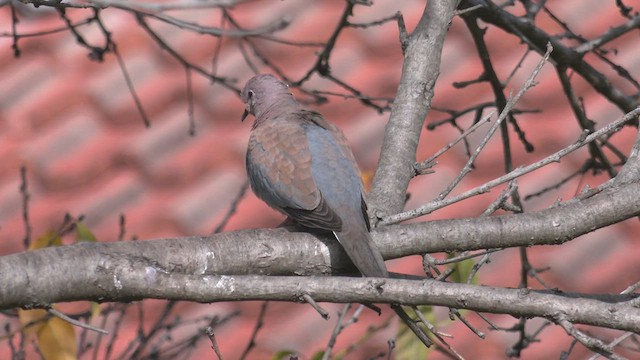 Laughing Dove - ML458425541