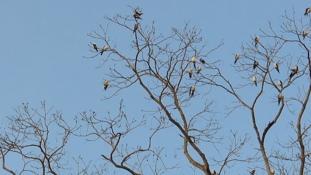 Swallow-tailed Kite - ML458426191