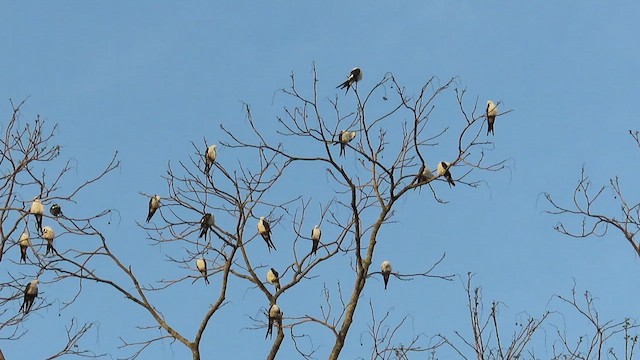 Swallow-tailed Kite - ML458426841