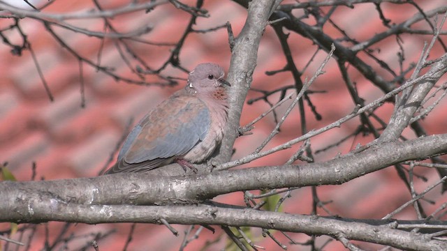 Laughing Dove - ML458427211