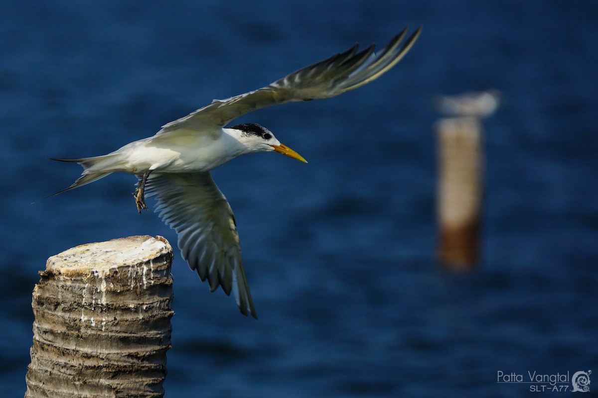 Lesser Crested Tern - Pattaraporn Vangtal