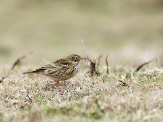  - Meadow Pipit