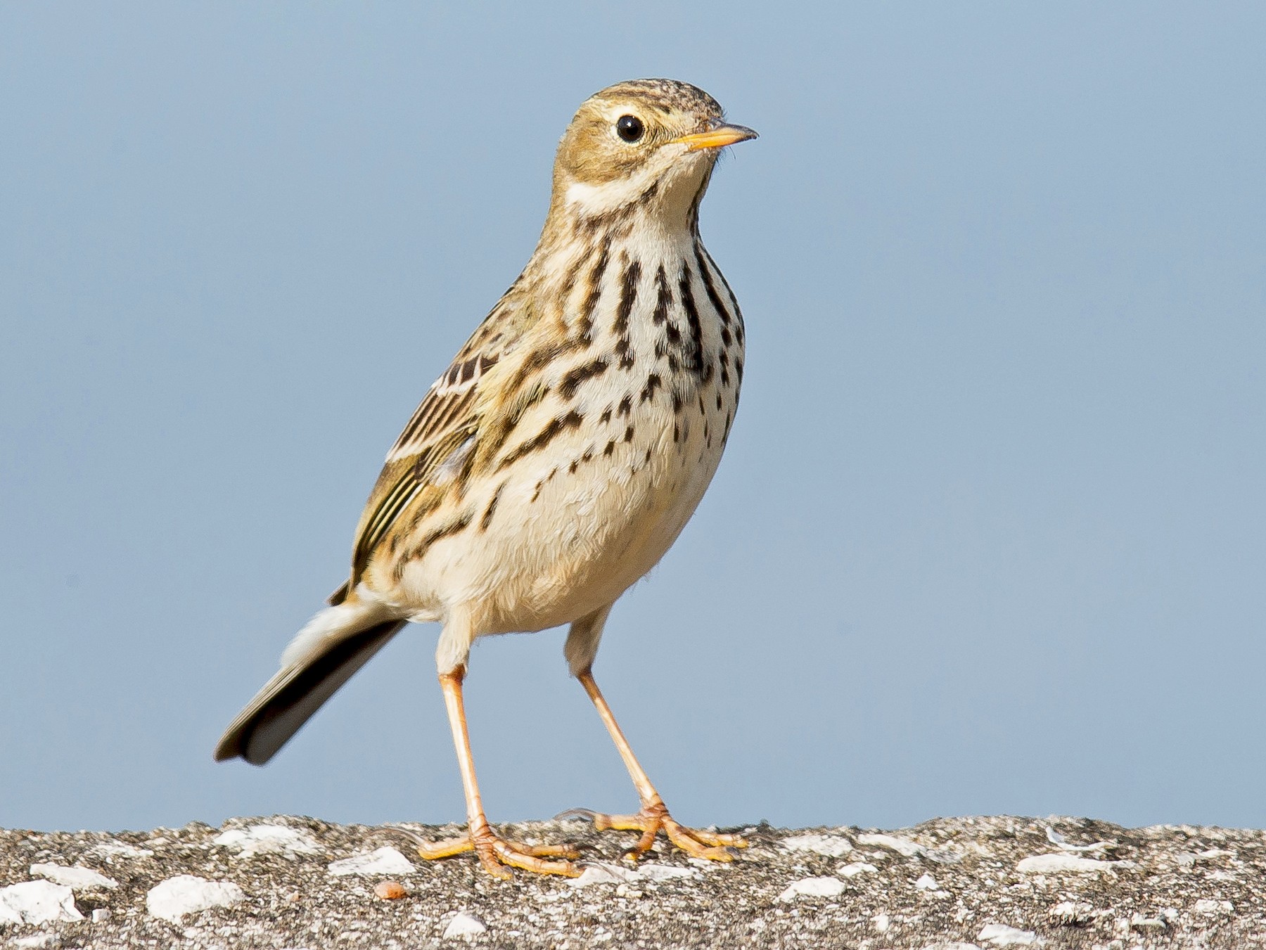 Meadow Pipit - PMDE ESTEVES