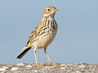  - Meadow Pipit
