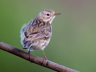  - Meadow Pipit