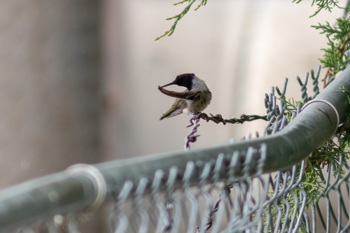 Black-chinned Hummingbird - ML458438321