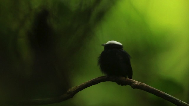 White-crowned Manakin (Amazonian) - ML458439