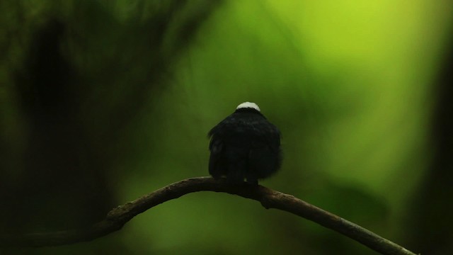 White-crowned Manakin (Amazonian) - ML458440