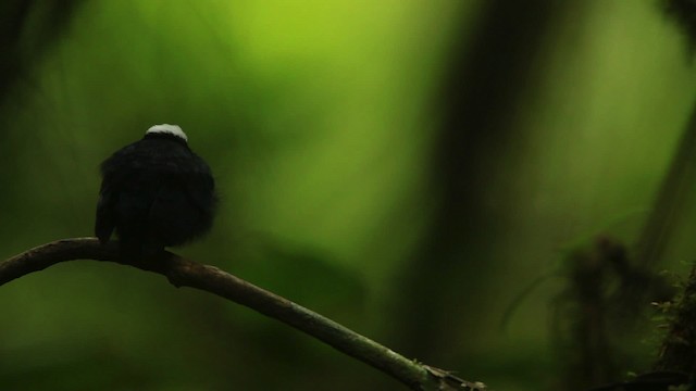 White-crowned Manakin (Amazonian) - ML458441