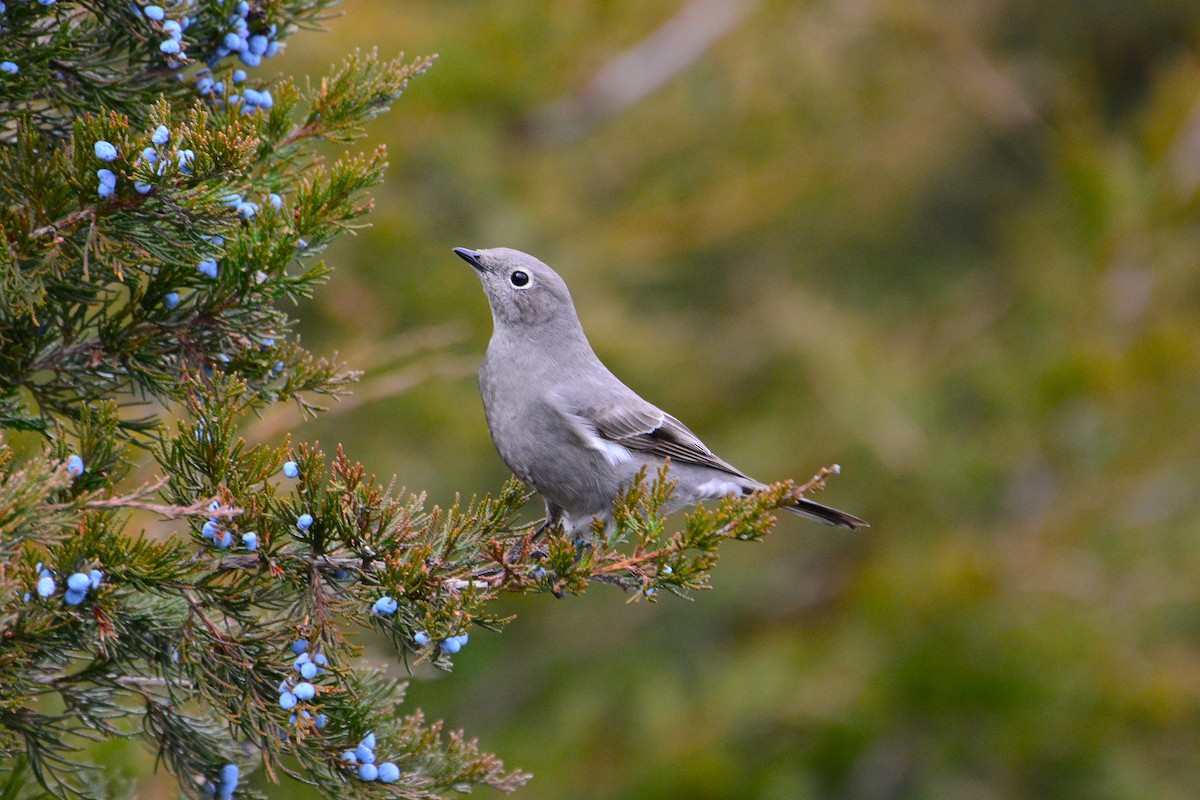 Townsend's Solitaire - James Barber