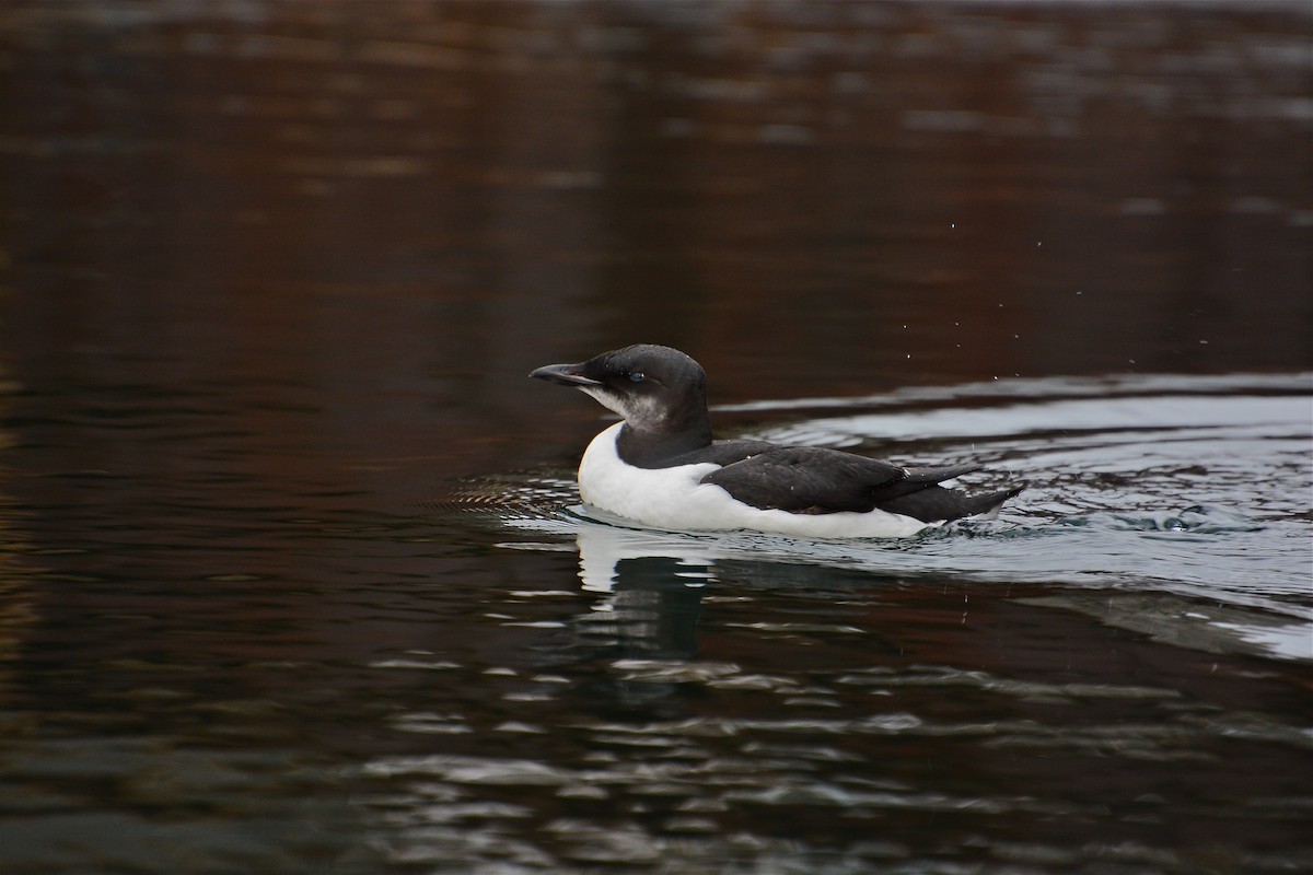 Thick-billed Murre - ML45844191