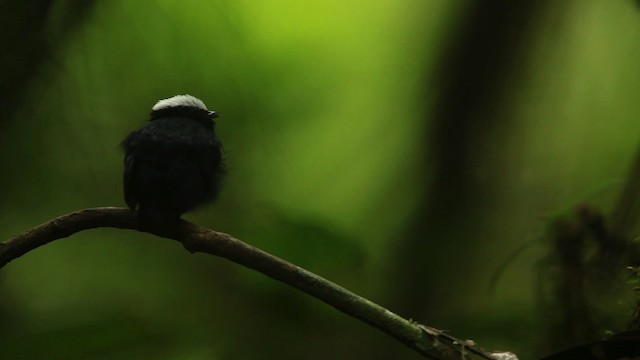 White-crowned Manakin (Amazonian) - ML458442