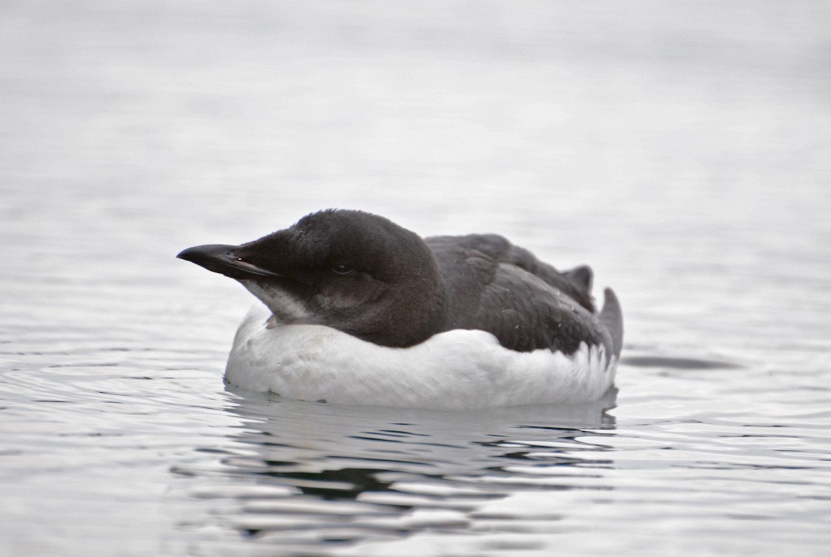 Thick-billed Murre - ML45844221